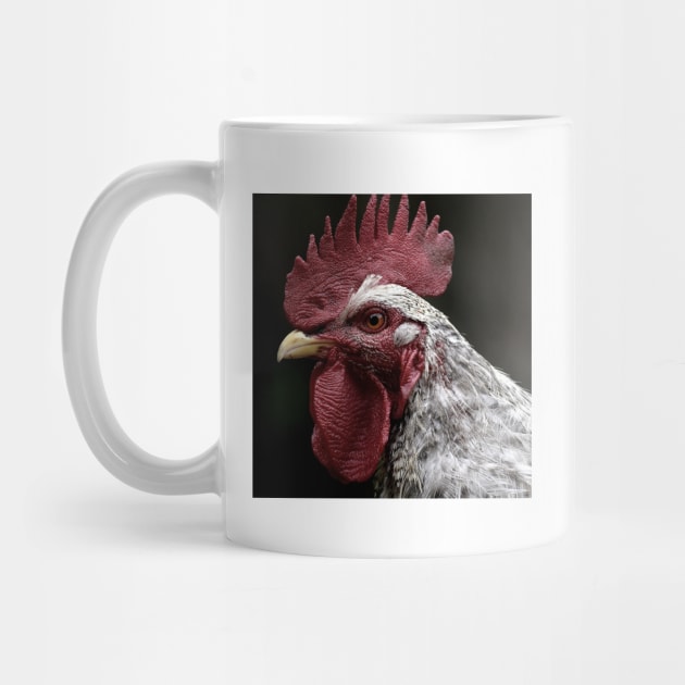 Rooster by kawaii_shop